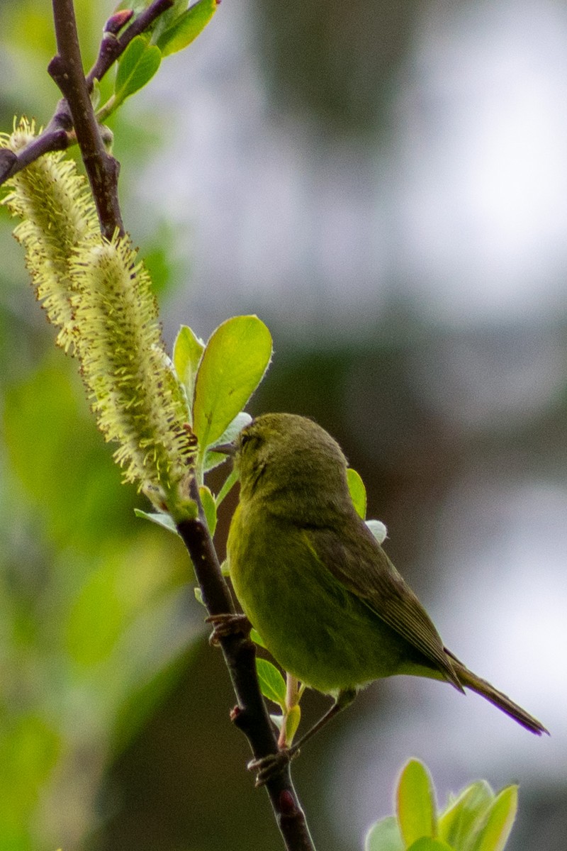 Orange-crowned Warbler - ML634525995