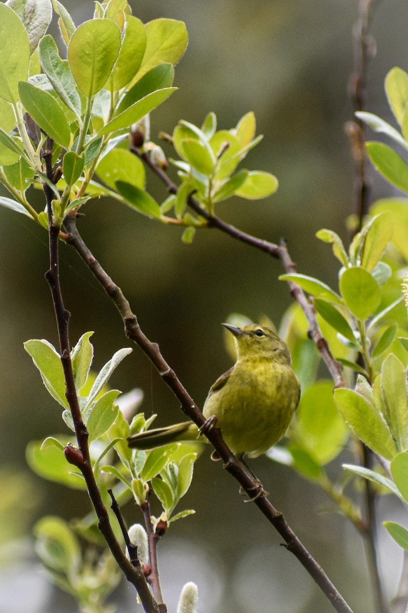 Orange-crowned Warbler - ML634525996