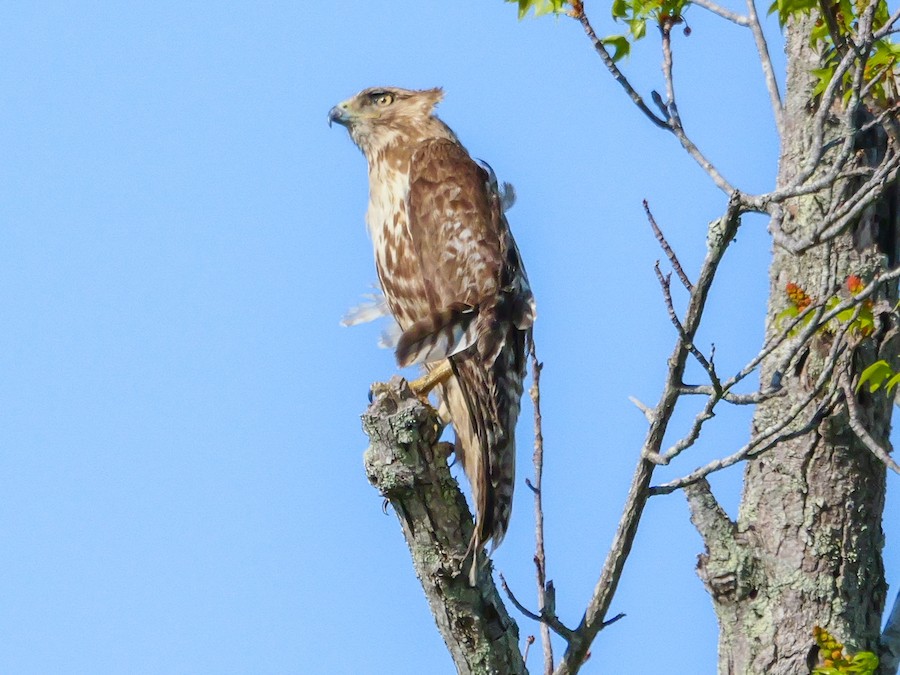 Red-tailed Hawk - Roger Horn