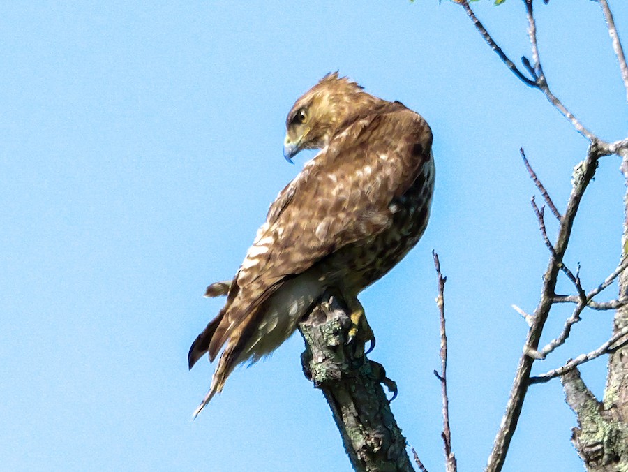 Red-tailed Hawk - Roger Horn