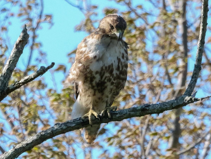 Red-tailed Hawk - Roger Horn