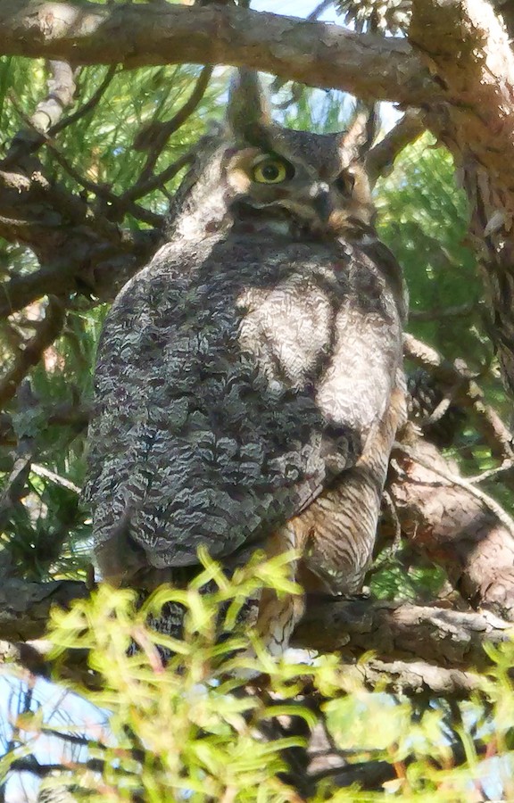 Great Horned Owl - Roger Horn