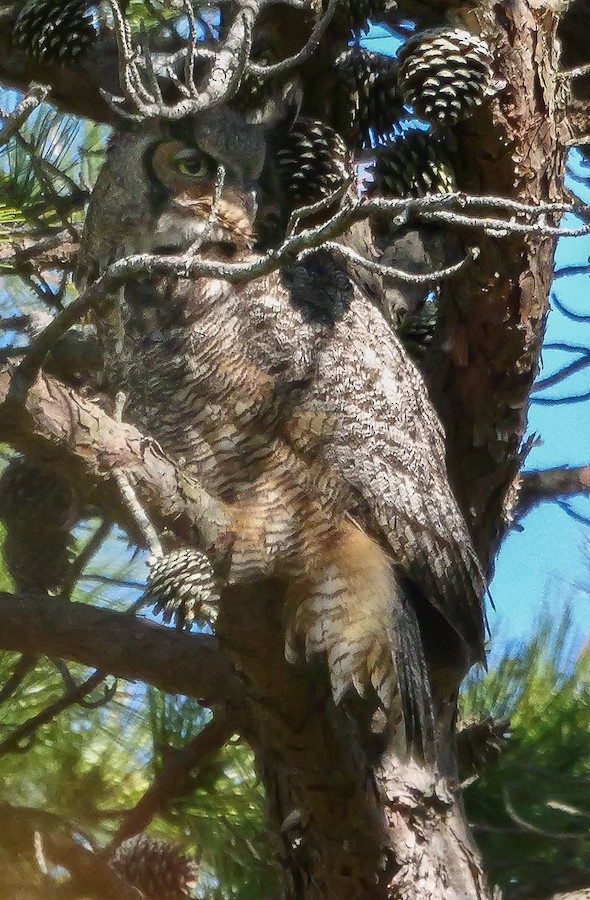 Great Horned Owl - Roger Horn