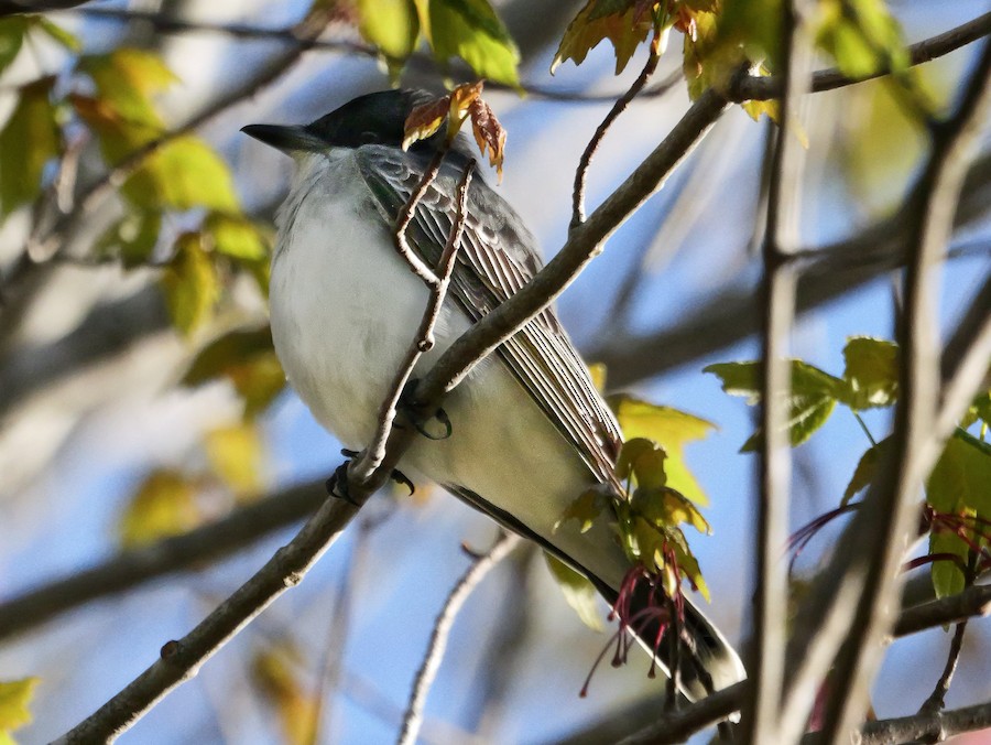 Eastern Kingbird - Roger Horn