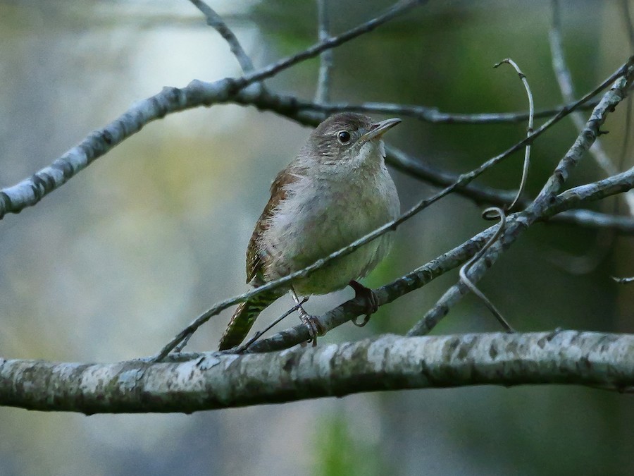 Northern House Wren (Northern) - Roger Horn