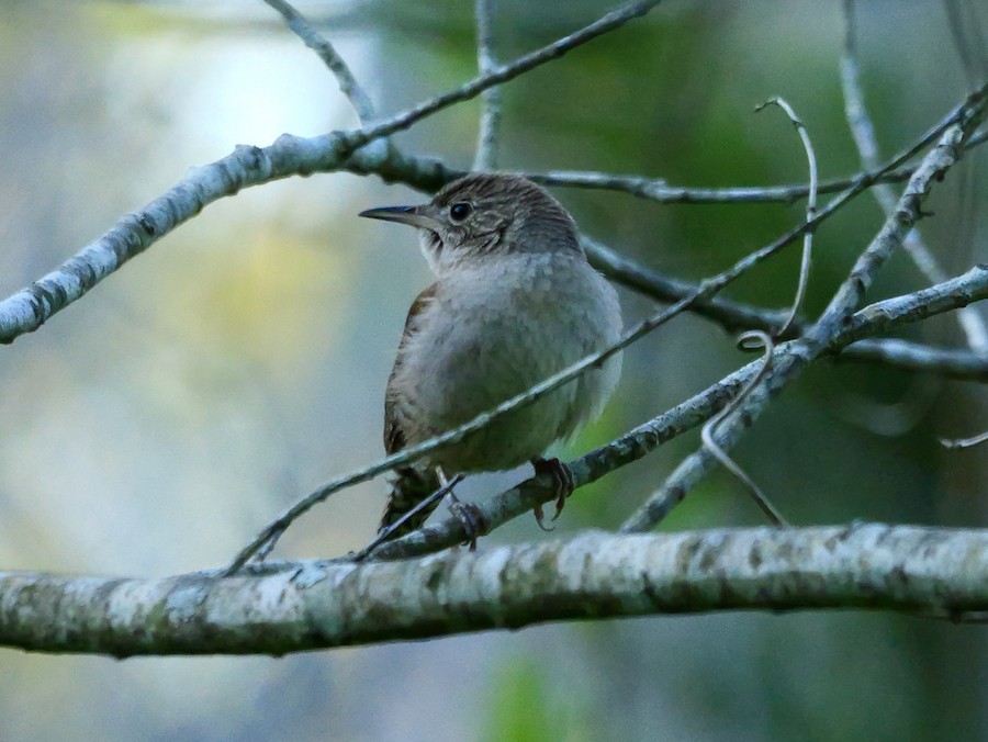 Northern House Wren (Northern) - Roger Horn
