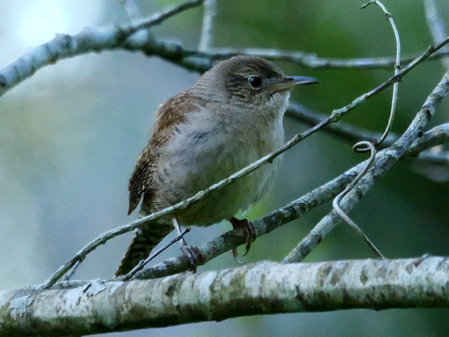 Northern House Wren (Northern) - Roger Horn