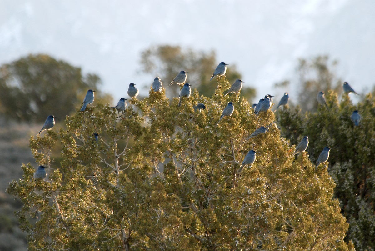 Pinyon Jay - ML63452611