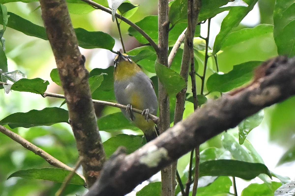 Hume's White-eye - ML634526117