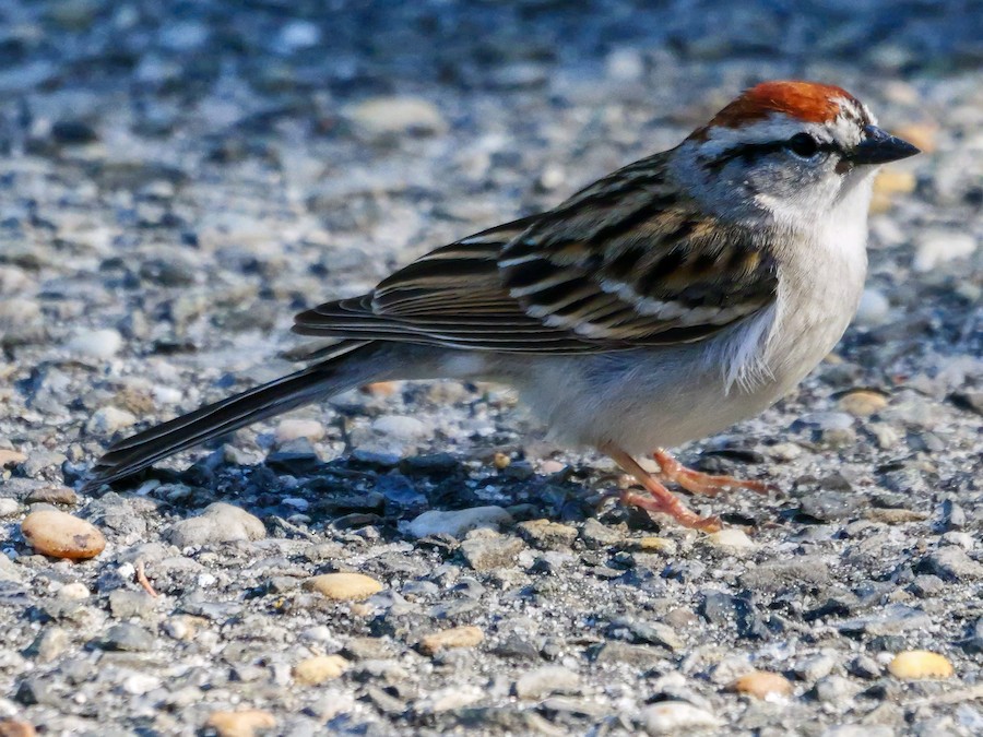 Chipping Sparrow - Roger Horn