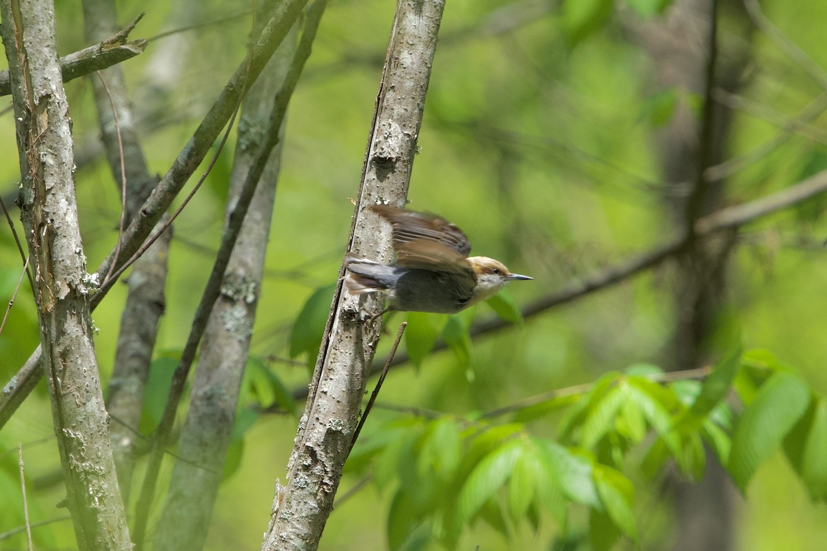 Brown-headed Nuthatch - ML634526142