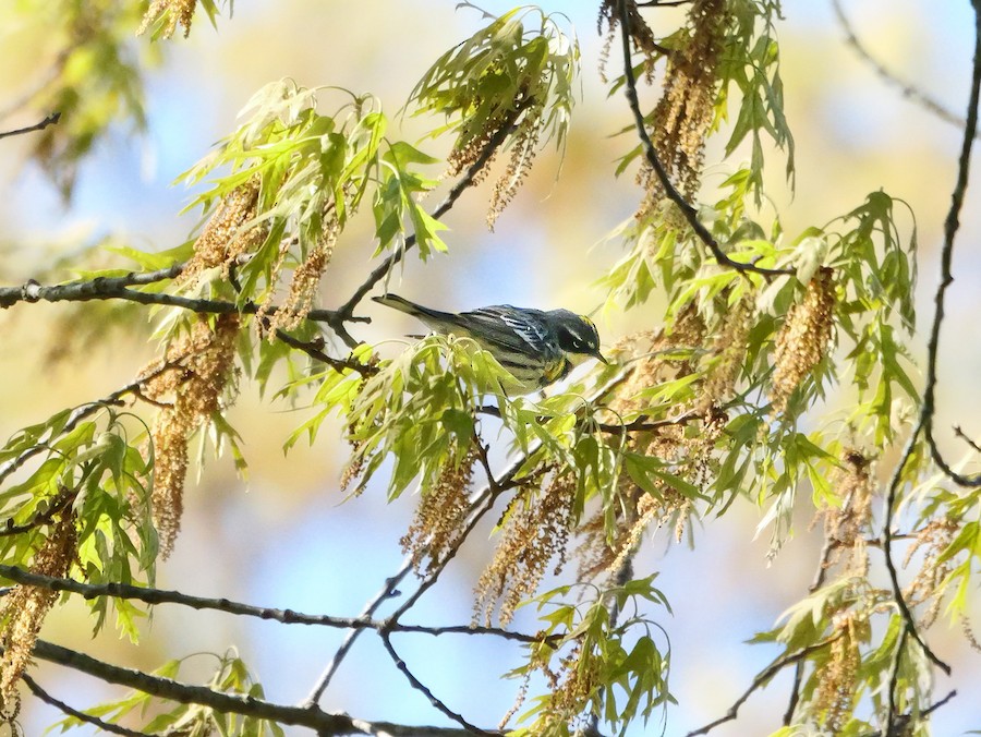 Yellow-rumped Warbler (Myrtle) - Roger Horn