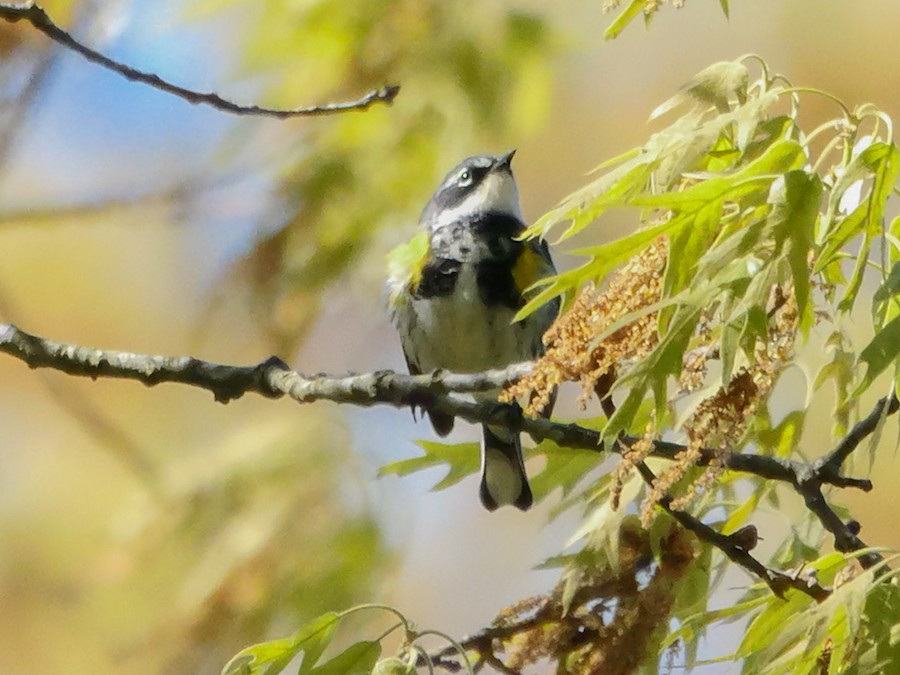 Yellow-rumped Warbler (Myrtle) - Roger Horn