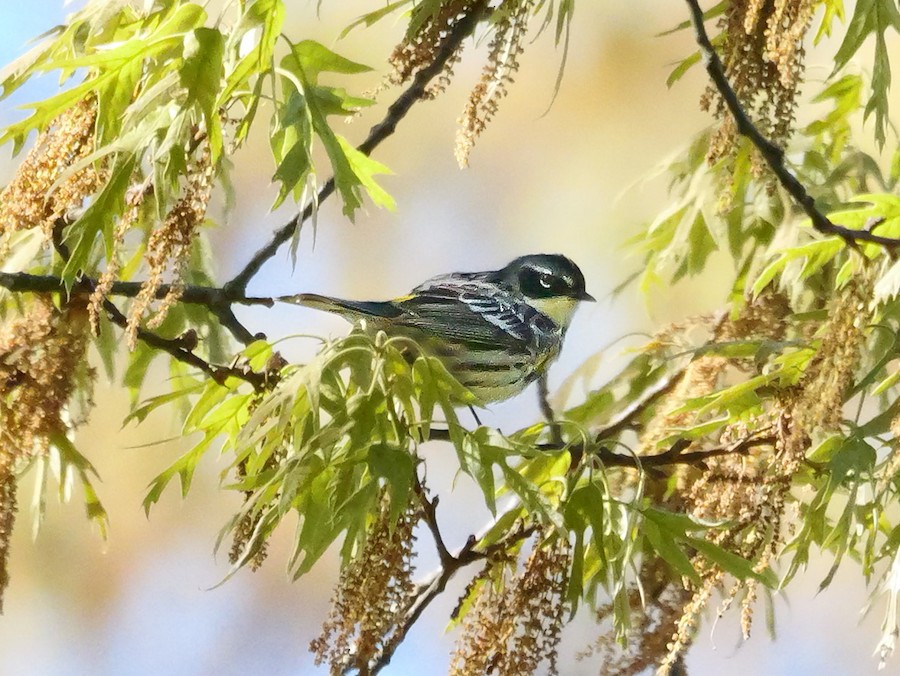 Yellow-rumped Warbler (Myrtle) - Roger Horn