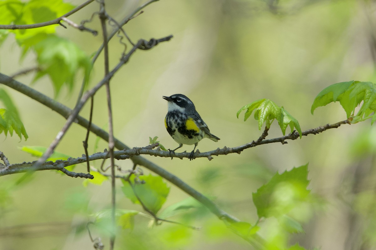 Yellow-rumped Warbler (Myrtle) - ML634526175