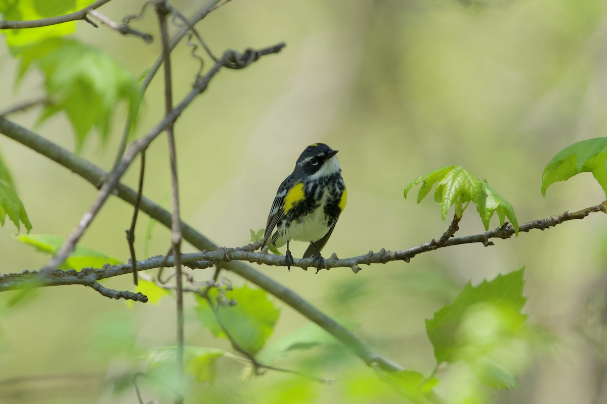 Yellow-rumped Warbler (Myrtle) - ML634526176