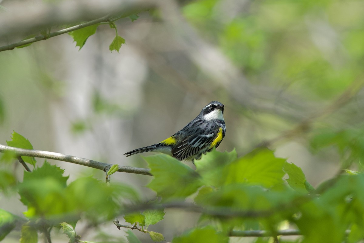 Yellow-rumped Warbler (Myrtle) - ML634526177