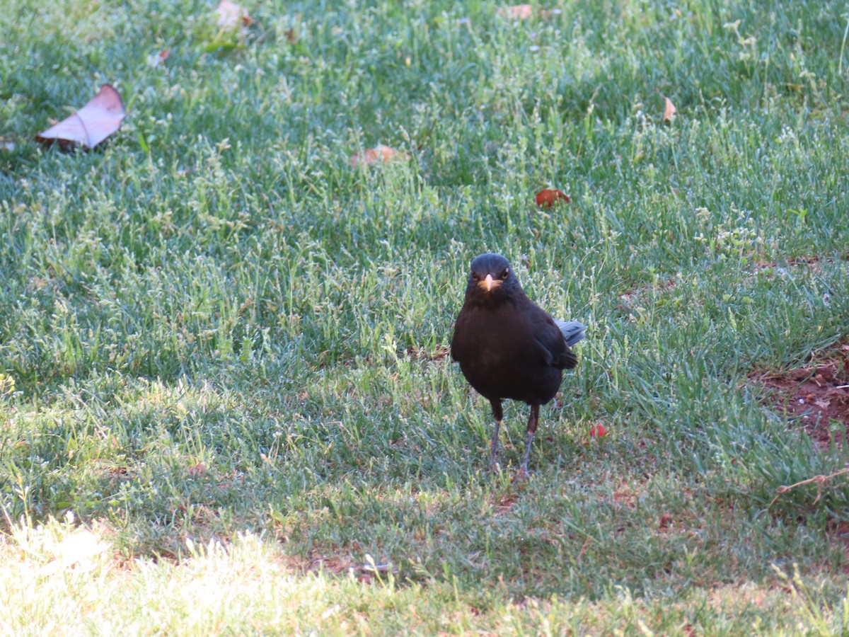 Chinese Blackbird - ML634526210