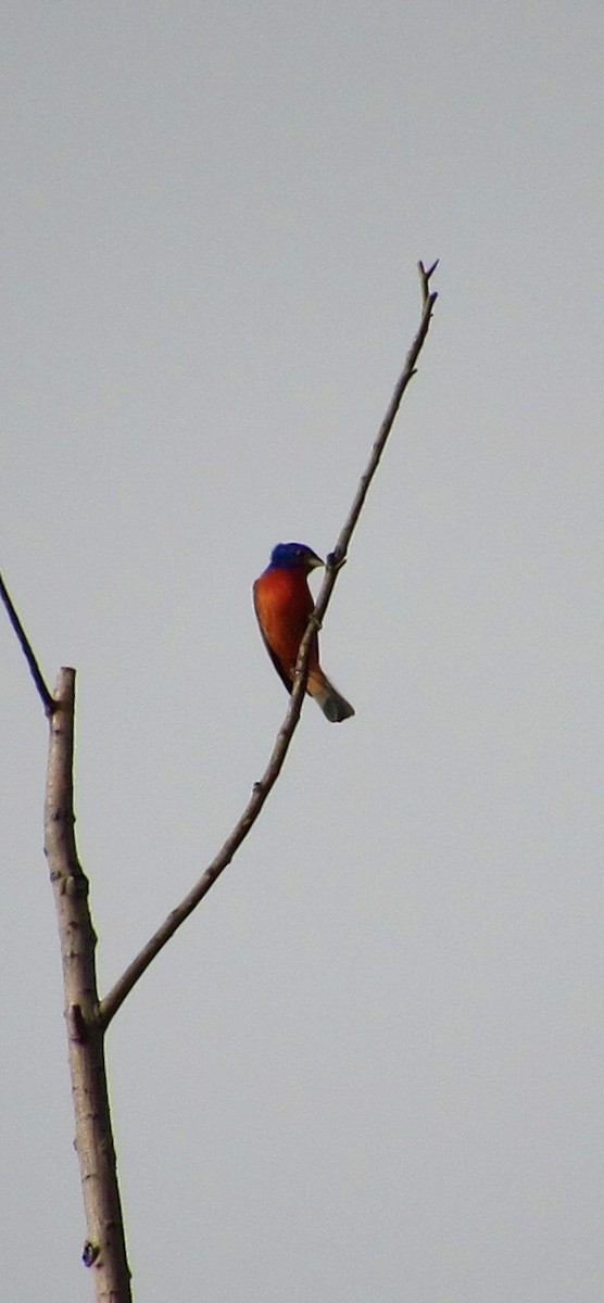 Passerin nonpareil - ML634526238