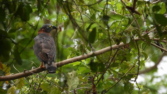 Hook-billed Kite - ML634526264