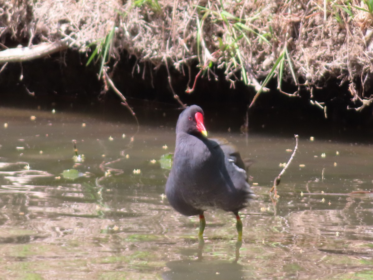 Eurasian Moorhen - ML634526290