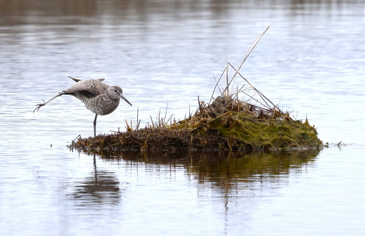 Willet (Eastern) - ML634526313
