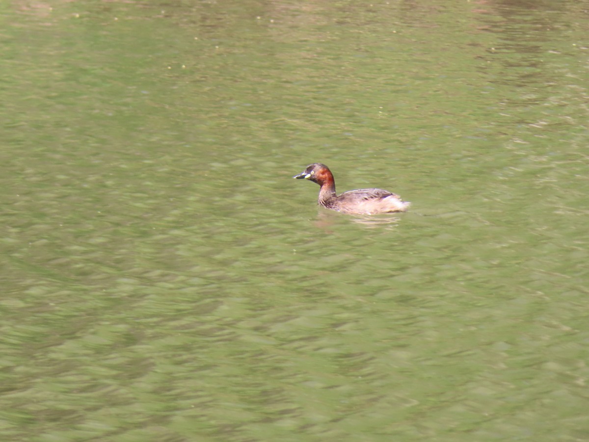 Little Grebe - ML634526322