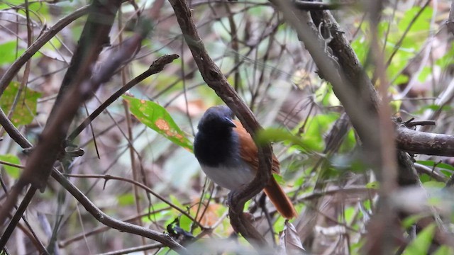 White-bellied Antbird - ML634526332
