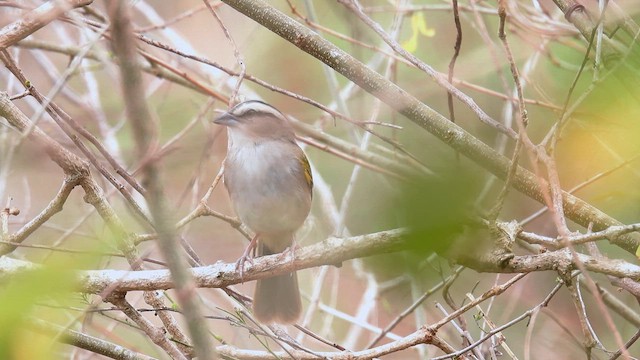 Tocuyo Sparrow - ML634526342