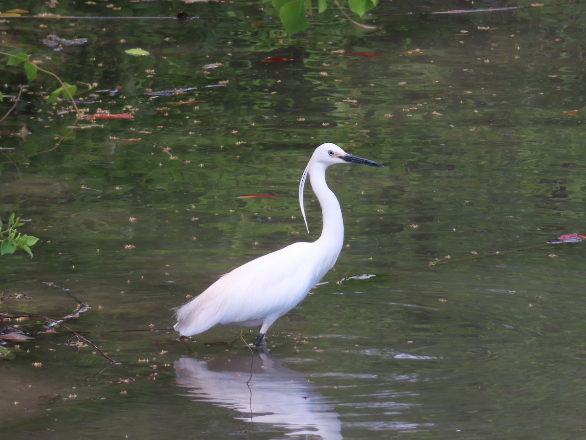 Little Egret - ML634526351