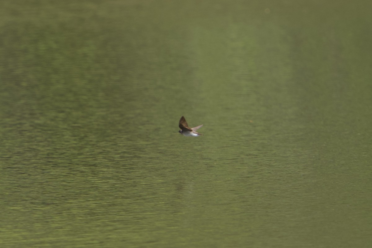 Northern Rough-winged Swallow - ML634526357