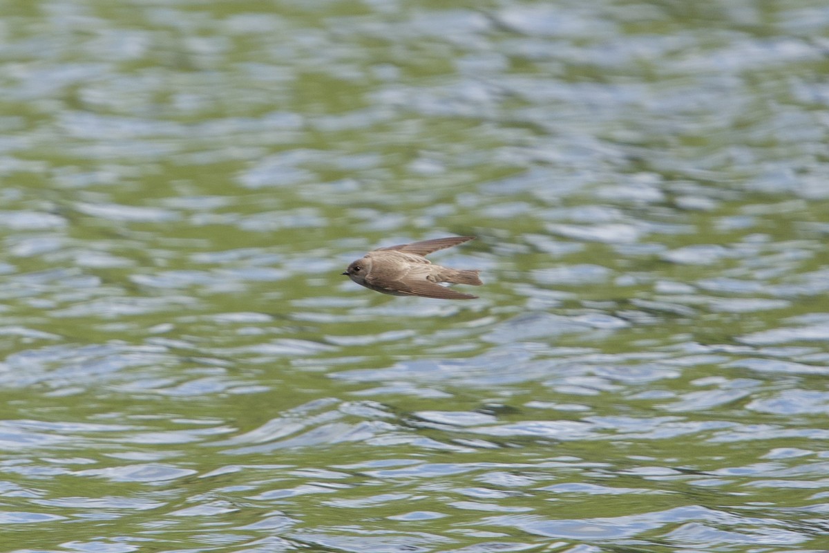 Northern Rough-winged Swallow - ML634526358
