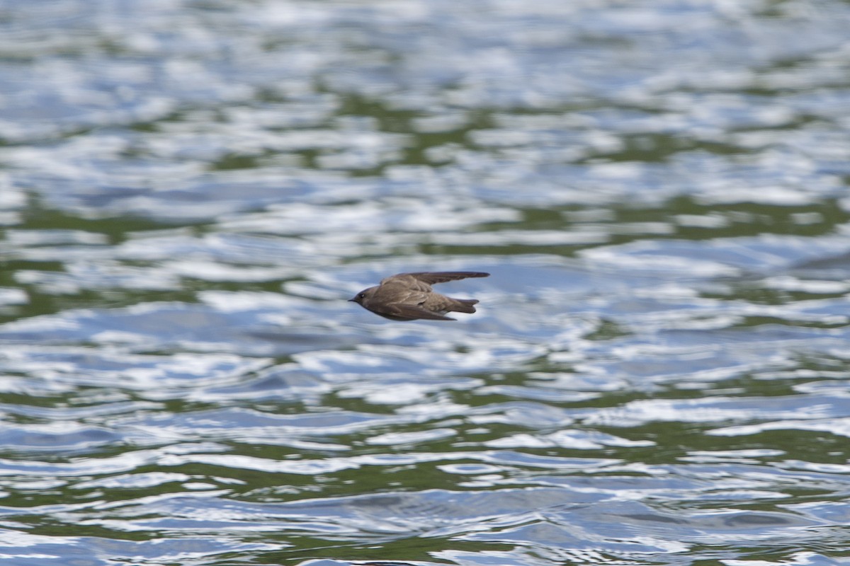 Northern Rough-winged Swallow - ML634526359