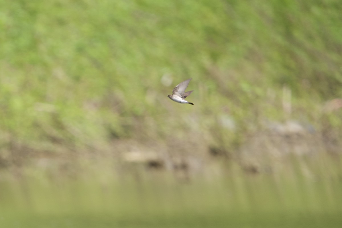 Northern Rough-winged Swallow - ML634526360