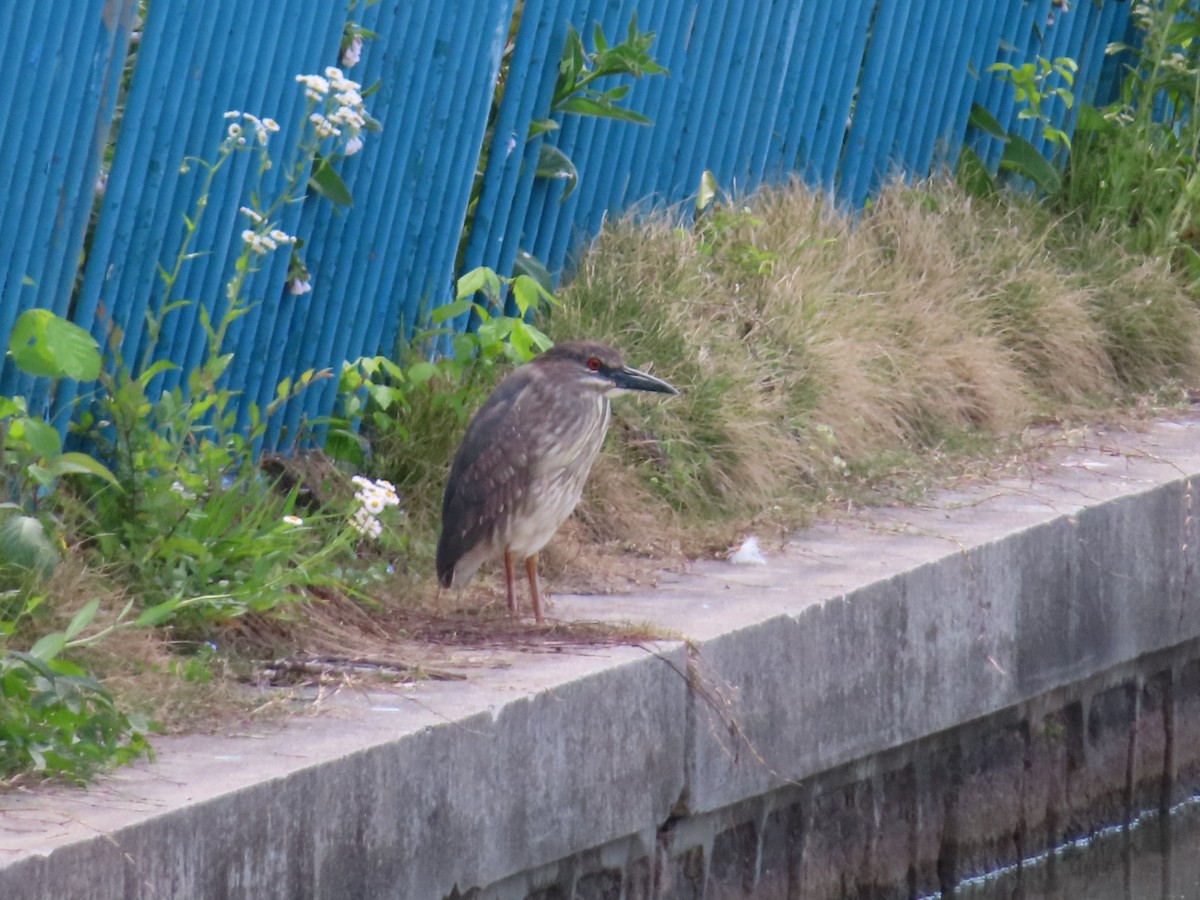 Black-crowned Night Heron - ML634526422