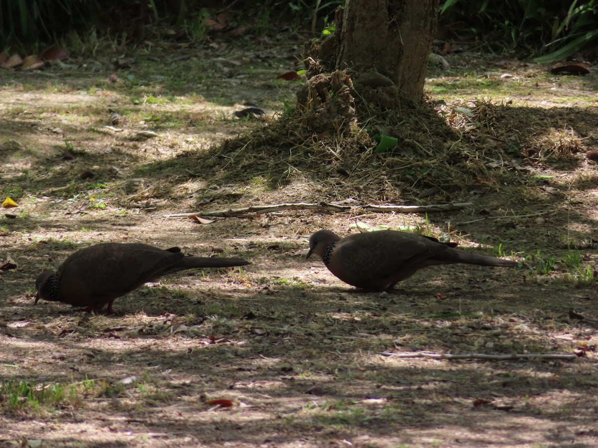 Spotted Dove - ML634526480