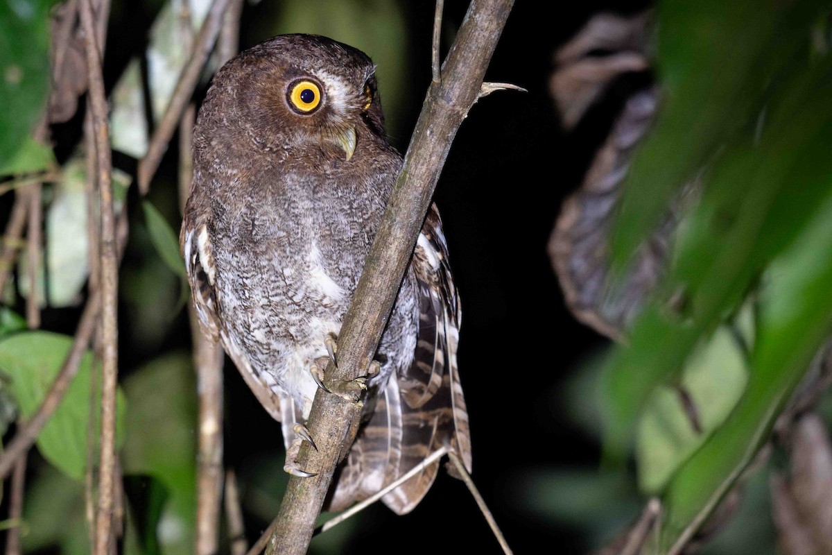 Foothill Screech-Owl - ML634526488