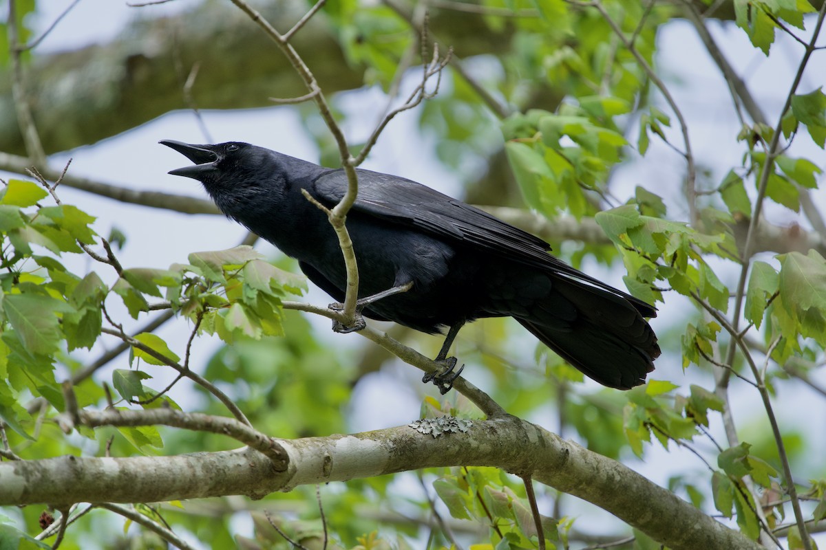 Fish Crow - ML634526500