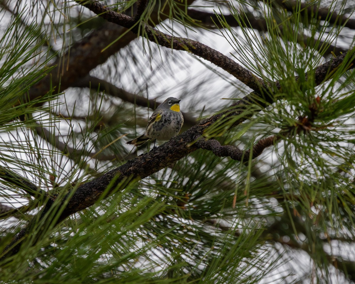 Пісняр-лісовик жовтогузий - ML634526503