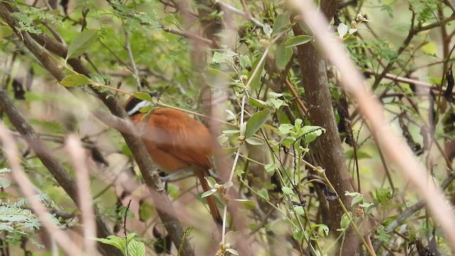White-whiskered Spinetail - ML634526515