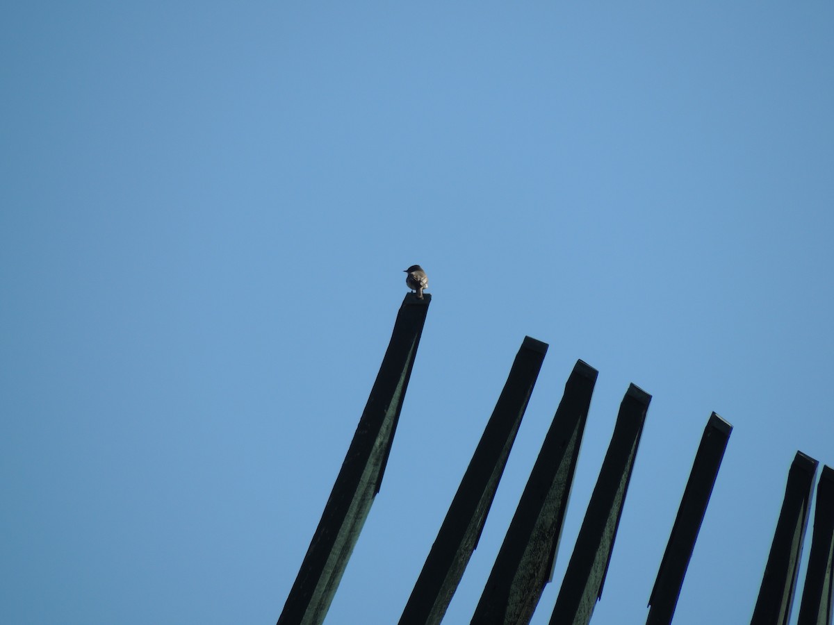 Eastern Phoebe - ML634526635