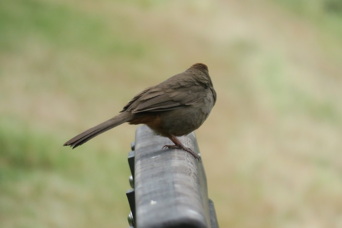 California Towhee - ML634526711