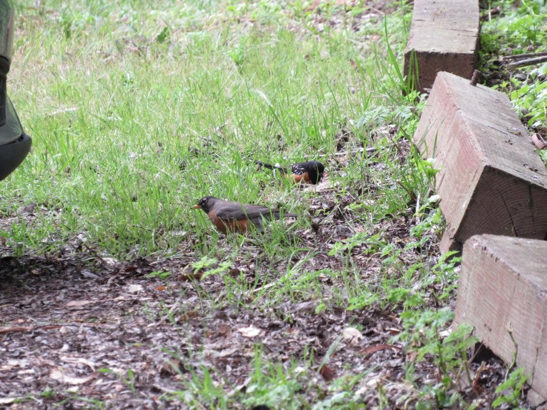 American Robin - ML634526733