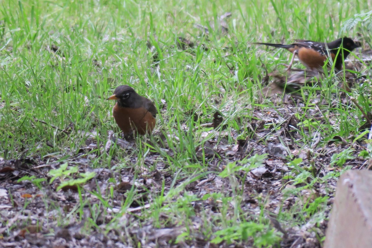 American Robin - ML634526734