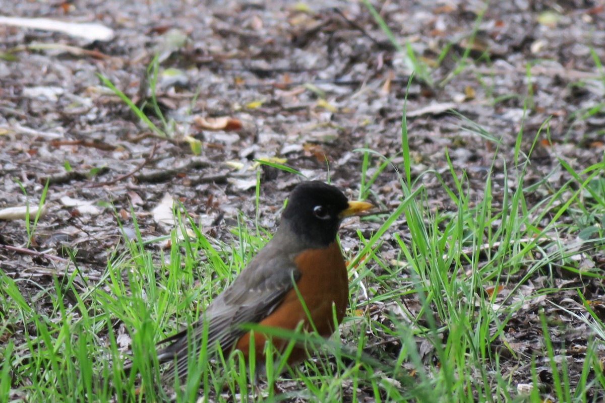 American Robin - ML634526735