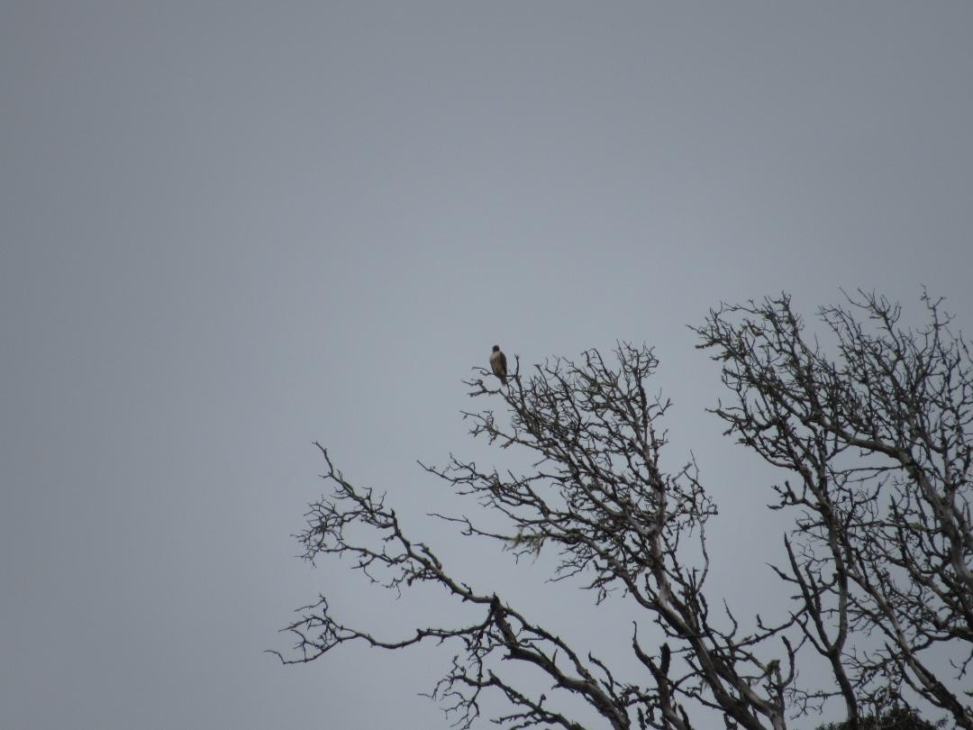 Red-tailed Hawk - ML634526747