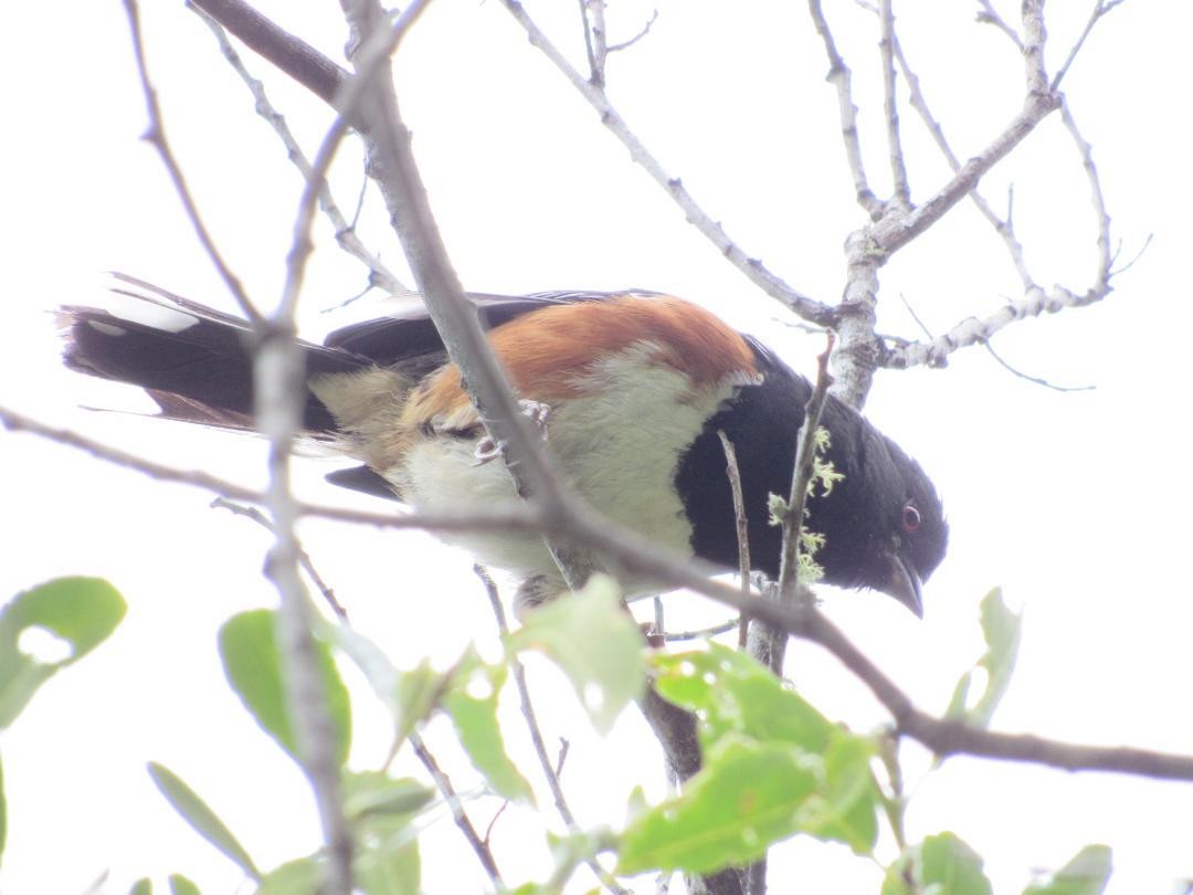 Spotted Towhee - ML634526771