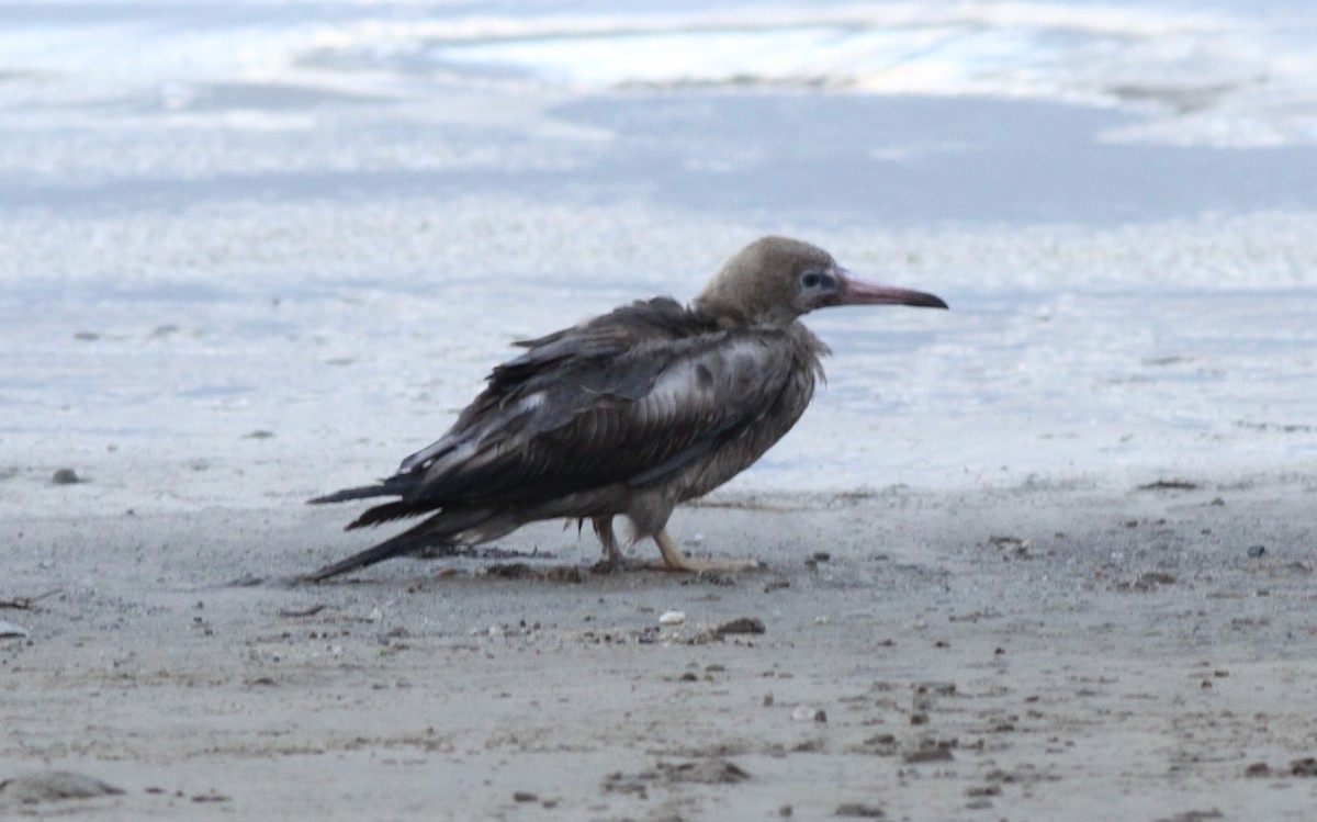 Red-footed Booby - ML634526797