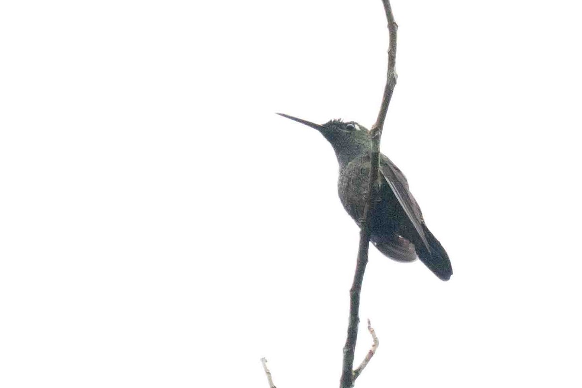Napo Sabrewing - ML634526863