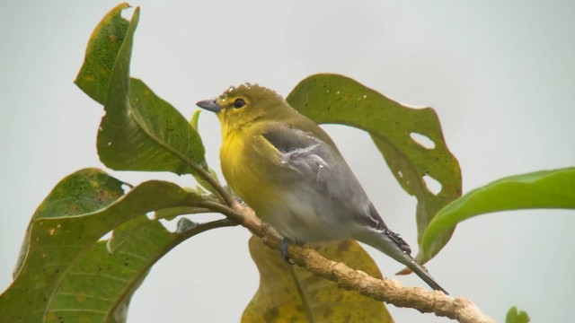 Yellow-throated Vireo - ML634526882